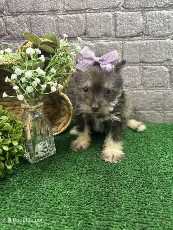 Charlie's girl (purple) – Miniature Schnauzer puppy for sale in Jacksonville, TX