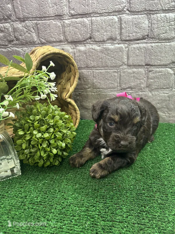 Dawn's girl (pink) – Miniature Aussiedoodle puppy for sale in Jacksonville, TX