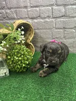 Dawn's girl (pink), a female Miniature Aussiedoodle for sale in Jacksonville, TX – 1 of 2