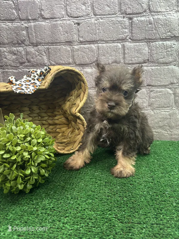 Charlie's male (white) – Miniature Schnauzer puppy for sale in Jacksonville, TX