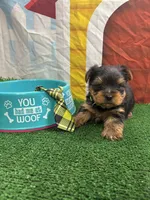 Charolette male (green), a male Yorkshire Terrier for sale in Jacksonville, TX – 2 of 2