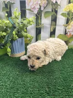 Anna's male (green), a male Poochon for sale in Jacksonville, TX – 1 of 2
