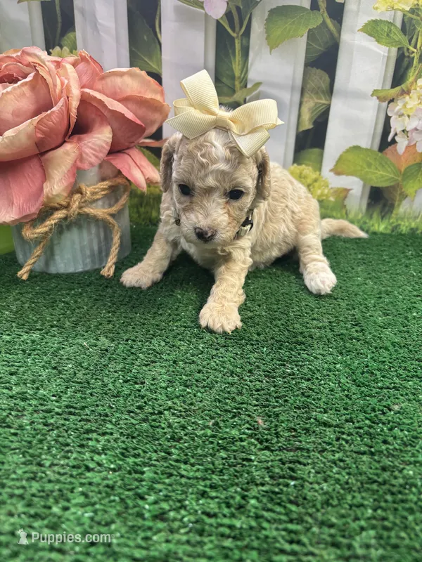 Anna's girl (white) – Poochon puppy for sale in Jacksonville, TX