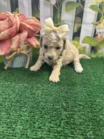 Anna's girl (white), a female Poochon for sale in Jacksonville, TX – 1 of 2