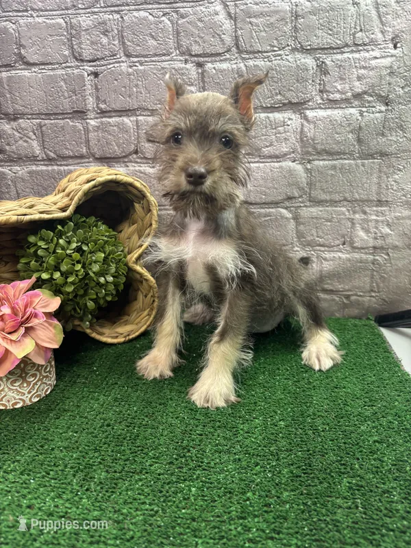 Charlie's girl (purple) – Miniature Schnauzer puppy for sale in Jacksonville, TX