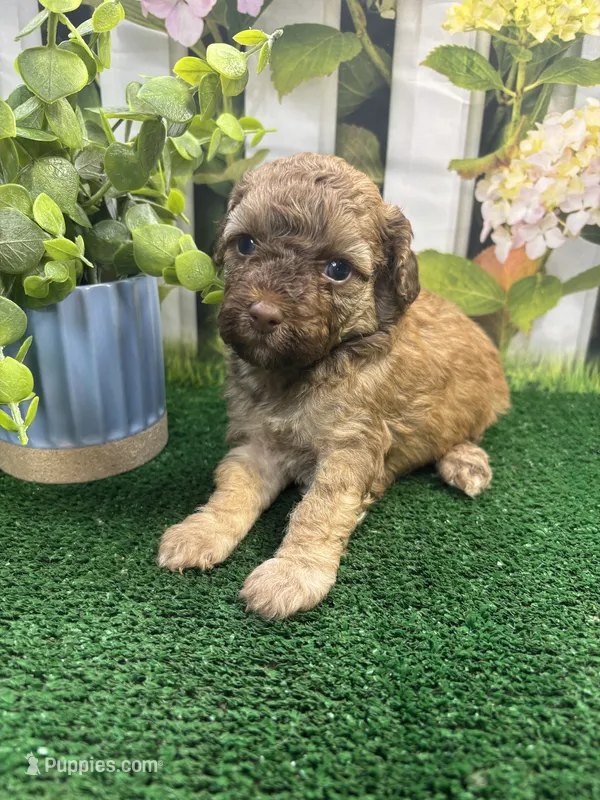 Bambi's male (sable) – Poodle - Miniature  puppy for sale in Jacksonville, TX