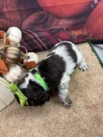 Bunny's girl (green), a female Cocker Spaniel for sale in Jacksonville, TX – 2 of 2