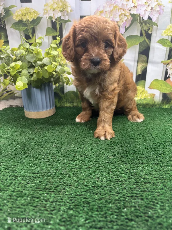 Beth's male – Cavapoo puppy for sale in Jacksonville, TX