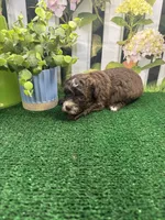 Bambi’s male (chocolate), a male Poodle - Miniature  for sale in Jacksonville, TX – 3 of 3