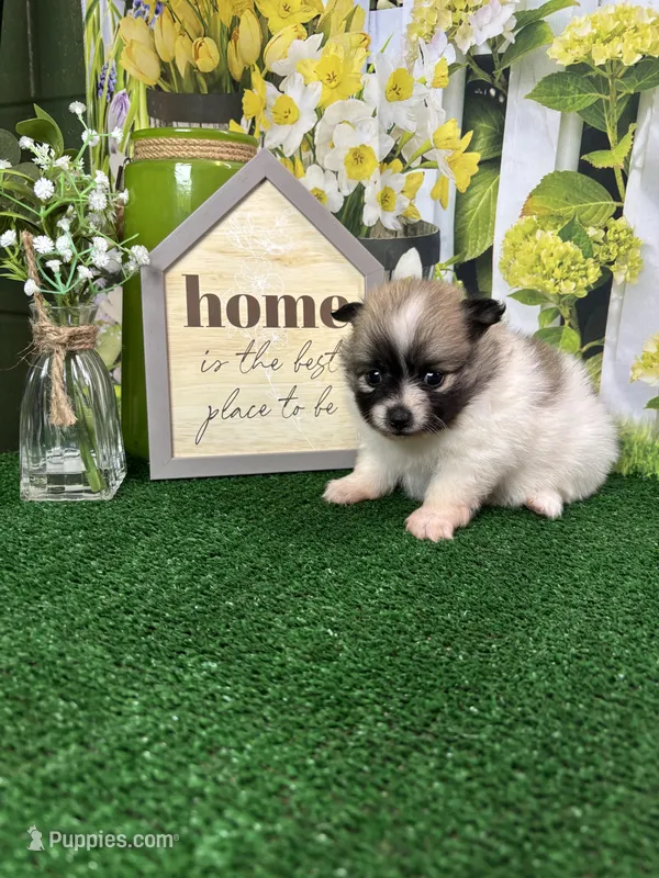 Dollys girl  – Pomeranian puppy for sale in Jacksonville, TX
