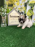 Dollys girl (yellow), a female Pomeranian for sale in Jacksonville, TX – 4 of 7