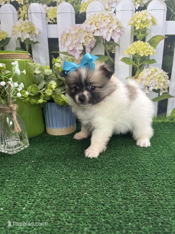 Dollys girl  – Pomeranian puppy for sale in Jacksonville, TX
