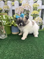 Dollys girl (yellow), a female Pomeranian for sale in Jacksonville, TX – 2 of 7