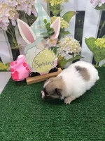 Dollys girl , a female Pomeranian for sale in Jacksonville, TX – Photo 3 of 3