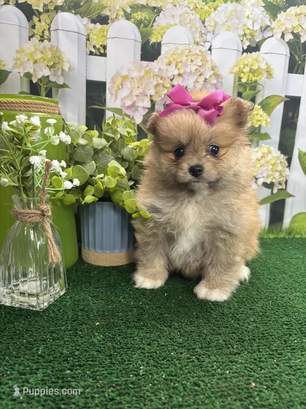 Tinks Girl – Pomeranian puppy for sale in Jacksonville, TX