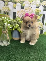 Tinks Girl, a female Pomeranian for sale in Jacksonville, TX – Photo 1 of 2