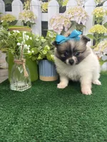 Dollys girl (yellow), a female Pomeranian for sale in Jacksonville, TX – 3 of 7