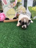 Dollys girl , a female Pomeranian for sale in Jacksonville, TX – Photo 2 of 3