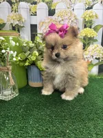 Tinks Girl, a female Pomeranian for sale in Jacksonville, TX – Photo 2 of 2