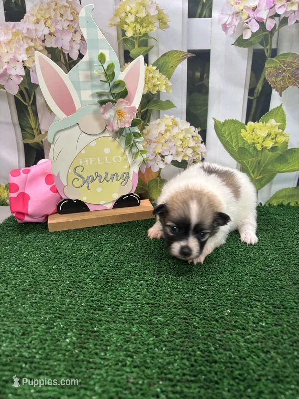 Dollys girl  – Pomeranian puppy for sale in Jacksonville, TX