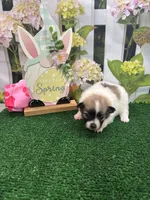 Dollys girl , a female Pomeranian for sale in Jacksonville, TX – Photo 1 of 3