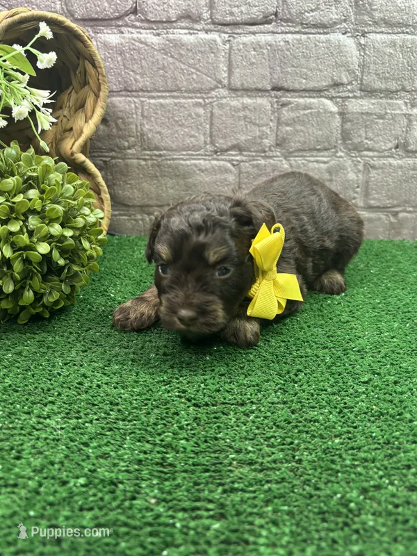 Dawn's girl (yellow) – Miniature Aussiedoodle puppy for sale in Jacksonville, TX