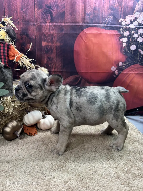 Nala's girl – French Bulldog puppy for sale in Jacksonville, TX