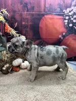 Nala's girl AKC, a female French Bulldog for sale in Jacksonville, TX – 1 of 6