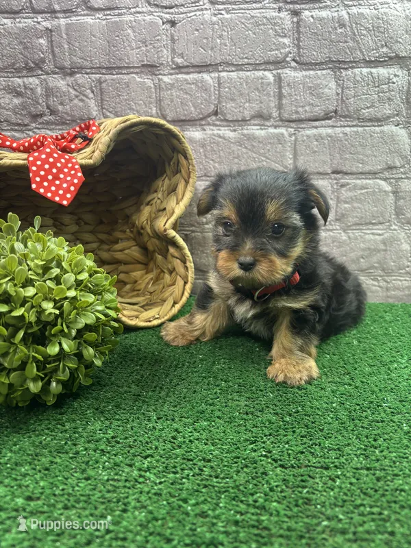 Charolette's male (red) – Yorkshire Terrier puppy for sale in Jacksonville, TX