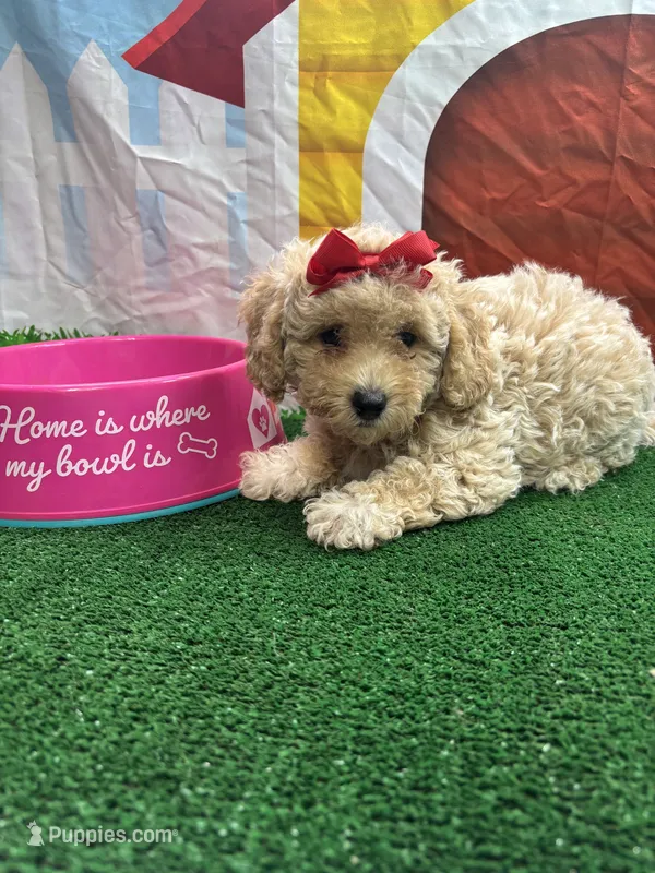 Anna's girl (red) – Poochon puppy for sale in Jacksonville, TX