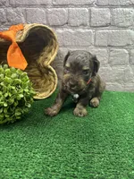Dawn's male (orange), a male Miniature Aussiedoodle for sale in Jacksonville, TX – 2 of 2