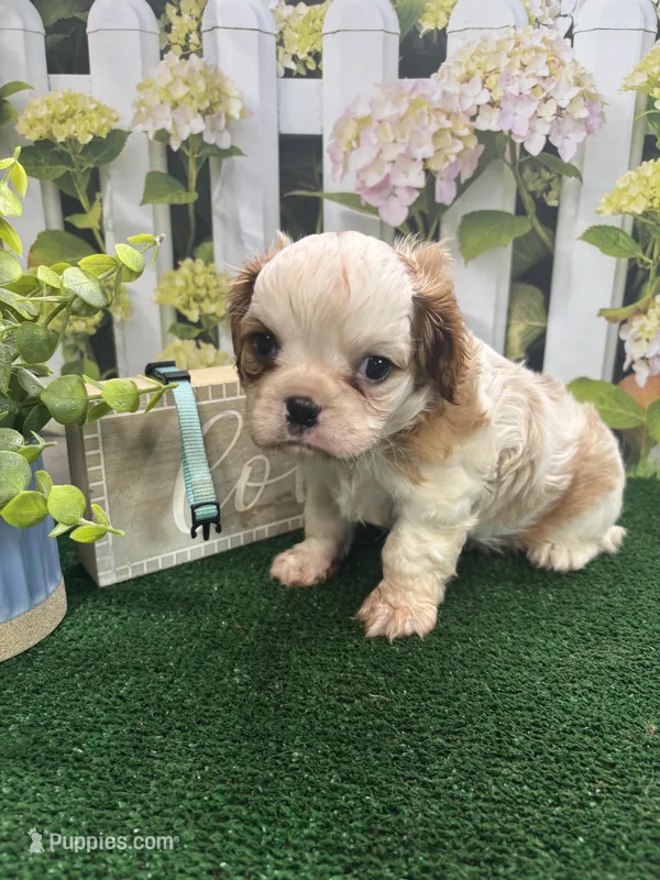 Rose's male (blue) – Cavalier King Charles Spaniel puppy for sale in Jacksonville, TX