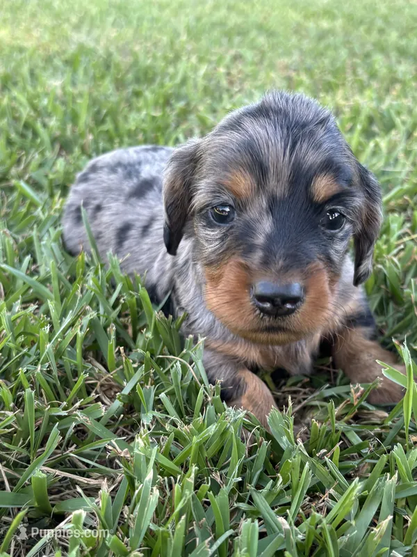 Cher’s male – Miniature Dachshund puppy for sale in Jacksonville, TX