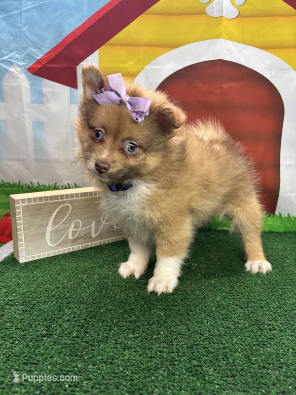 Dolly's girl (purple), a female Pomeranian for sale in Jacksonville, TX – 1 of 3