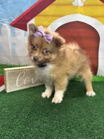 Dolly's girl (purple), a female Pomeranian for sale in Jacksonville, TX – 1 of 3