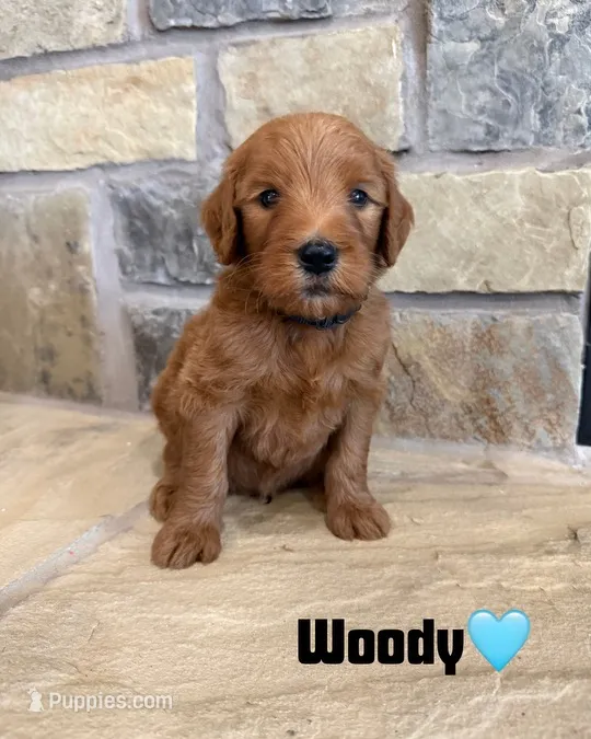 Woody – Goldendoodle, Poodle - Standard  puppy for sale in Jacksonville, TX