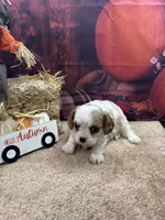 Rose's male, a male Cavalier King Charles Spaniel for sale in Jacksonville, TX – 2 of 2