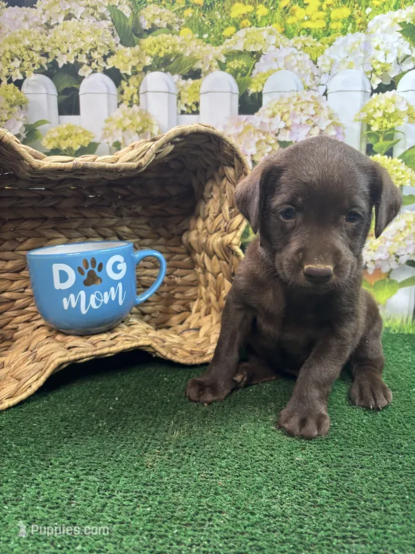 Puddin male (blue) – Labrador Retriever puppy for sale in Jacksonville, TX