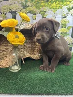 Puddin girl (gray), a female Labrador Retriever for sale in Jacksonville, TX – 1 of 1