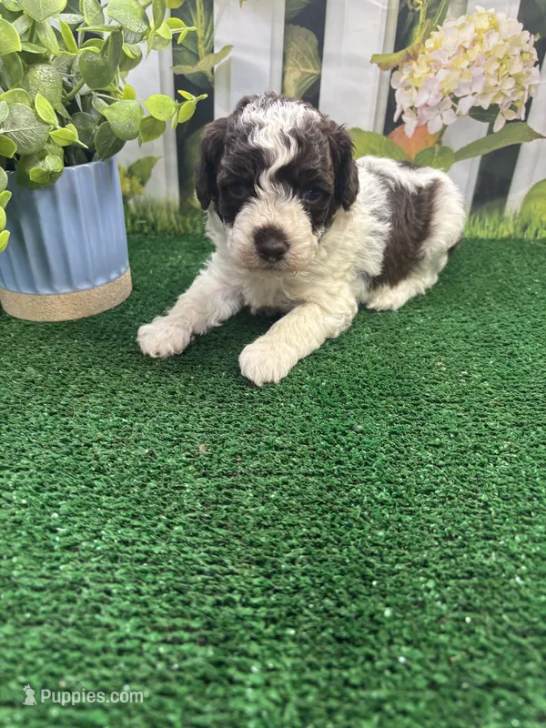 Bambi's male (choc parti) – Poodle - Miniature  puppy for sale in Jacksonville, TX