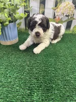Bambi's male (choc parti) AKC, a male Poodle - Miniature  for sale in Jacksonville, TX – 2 of 4