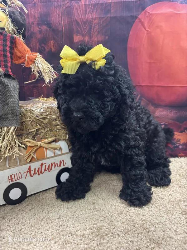 Paisley's girl – Poodle - Miniature  puppy for sale in Jacksonville, TX