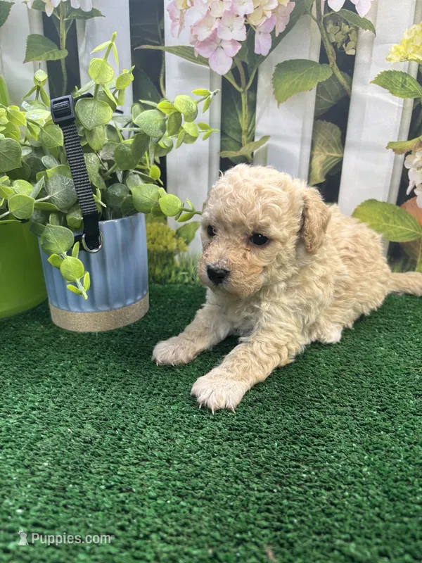 Anna's male (black) – Poochon puppy for sale in Jacksonville, TX