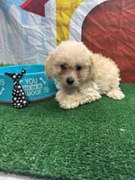 Anna's male (black), a male Poochon for sale in Jacksonville, TX – 2 of 4