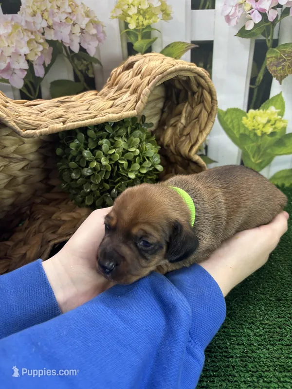 Piper's Male (green) – Miniature Dachshund puppy for sale in Jacksonville, TX