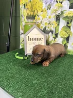 Piper's Male (green), a male Miniature Dachshund for sale in Jacksonville, TX – 4 of 5