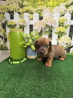 Piper's Male (green), a male Miniature Dachshund for sale in Jacksonville, TX – 2 of 5