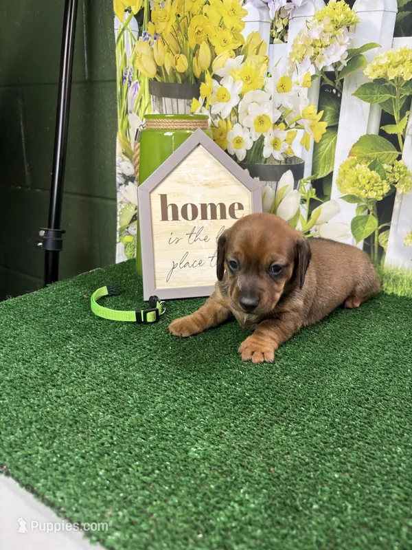 Piper's Male (green) – Miniature Dachshund puppy for sale in Jacksonville, TX