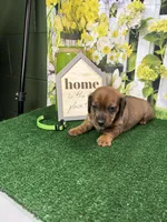 Piper's Male (green), a male Miniature Dachshund for sale in Jacksonville, TX – 3 of 5
