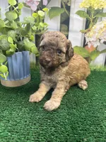 Bambi's male (sable) AKC, a male Poodle - Miniature  for sale in Jacksonville, TX – 3 of 5